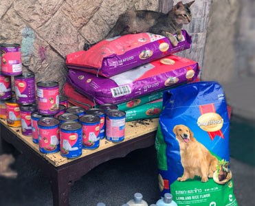 Outsourcing Customer Support Philippines cat shelter